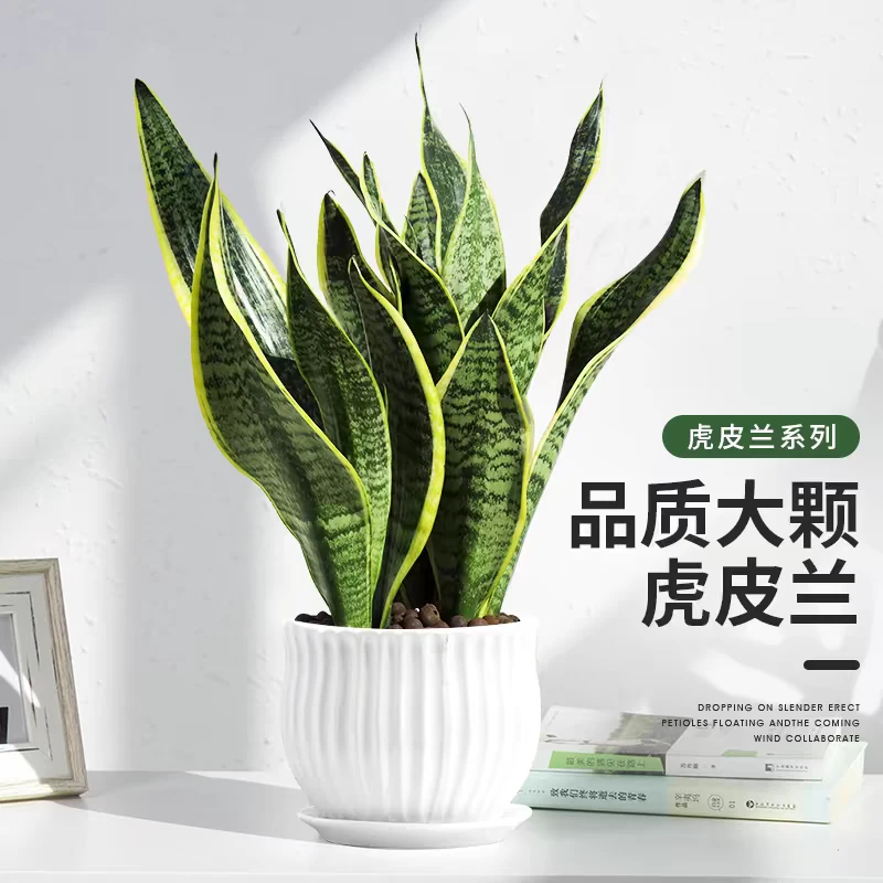 虎皮兰含盆高约50cm