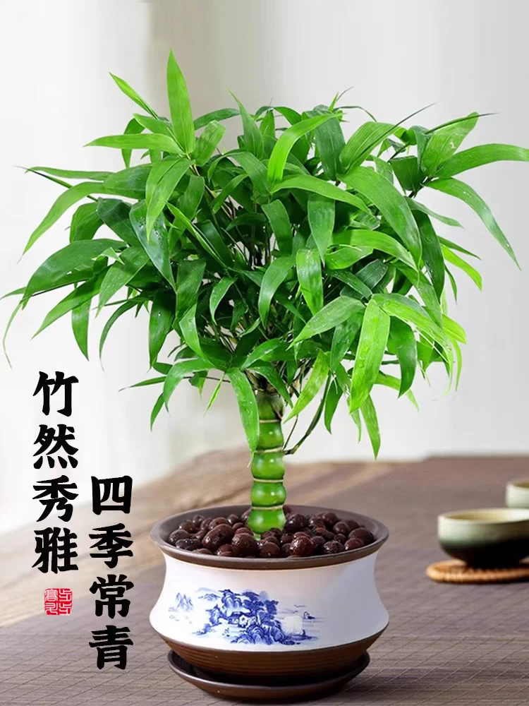 翡翠佛肚竹含盆高约30cm