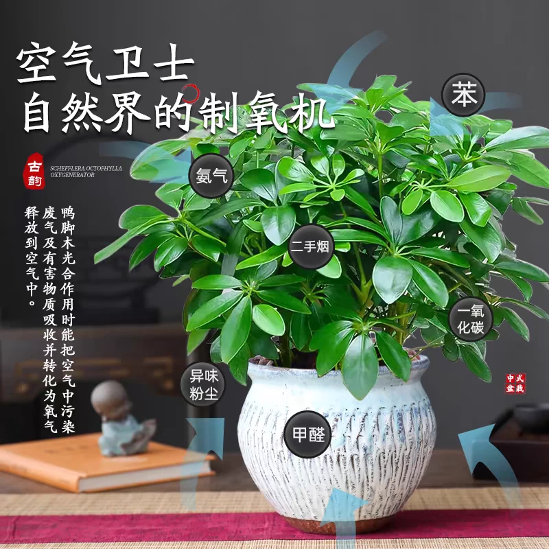 八方来财鸭掌木基地原盆