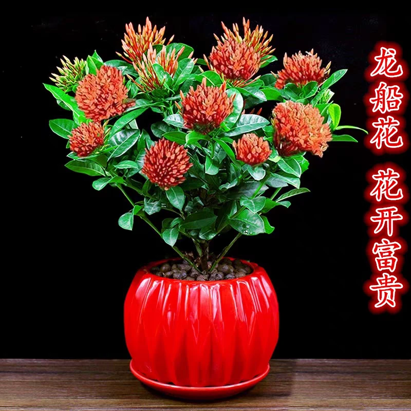 龙船花（又名仙丹花）含盆高约20cm
