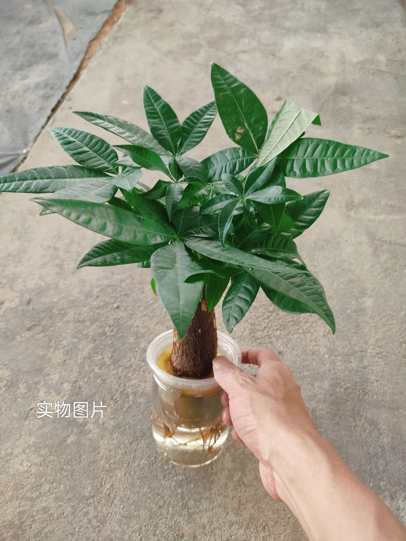 纯水培带根发财树