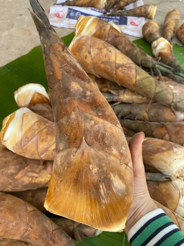 云南新鲜甜笋现挖现发可生吃脆嫩不苦适合煲汤煮鸡火锅清炒油焖