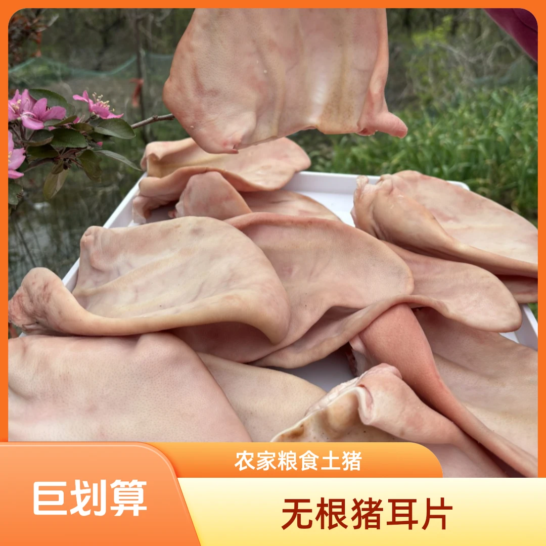粮食土猪 无根猪耳片 包邮猪耳朵卤味爆炒干净 速冻锁鲜发货爽口