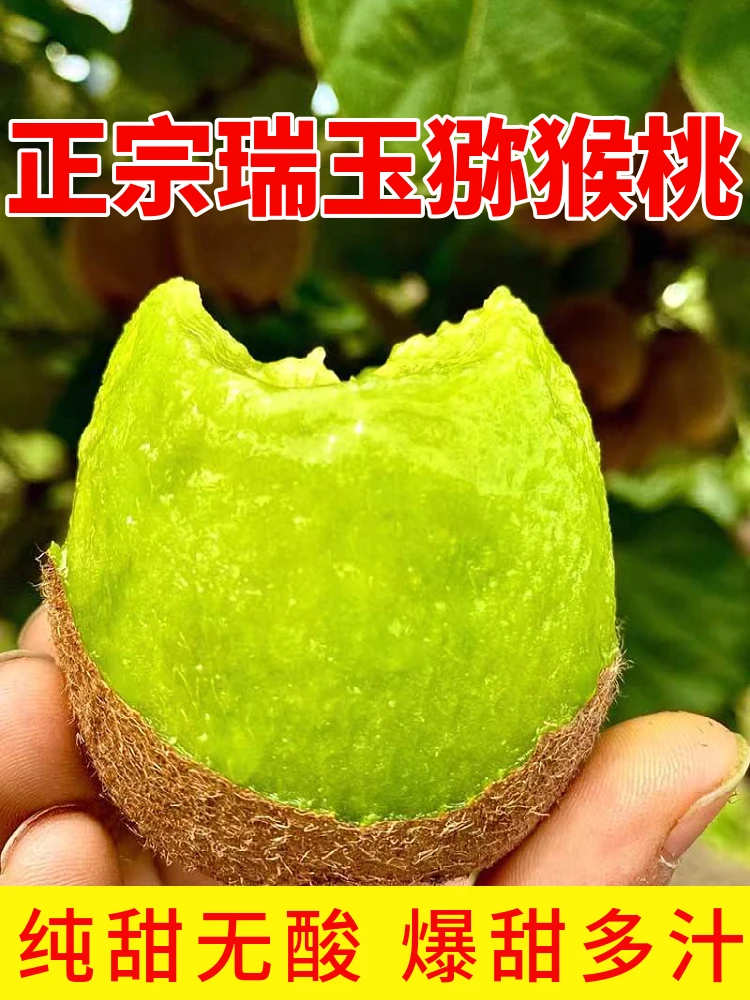 陕西周至纯甜瑞玉猕猴桃绿心猕猴桃精品营养大果包邮新鲜猕猴桃