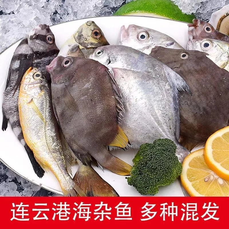 海杂鱼  新鲜海捕 当潮海鲜