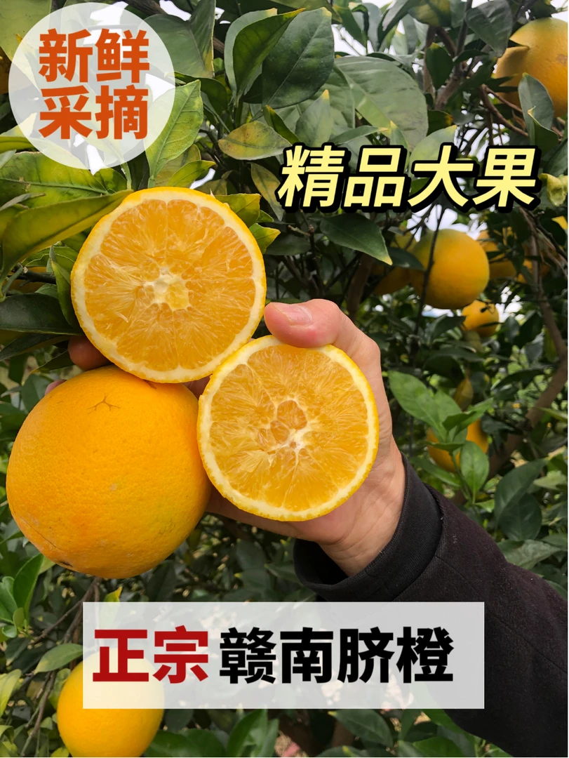 【老虎爱吃橙子】赣南脐橙橙子果农自家果园现摘现发新鲜皮薄甜可口