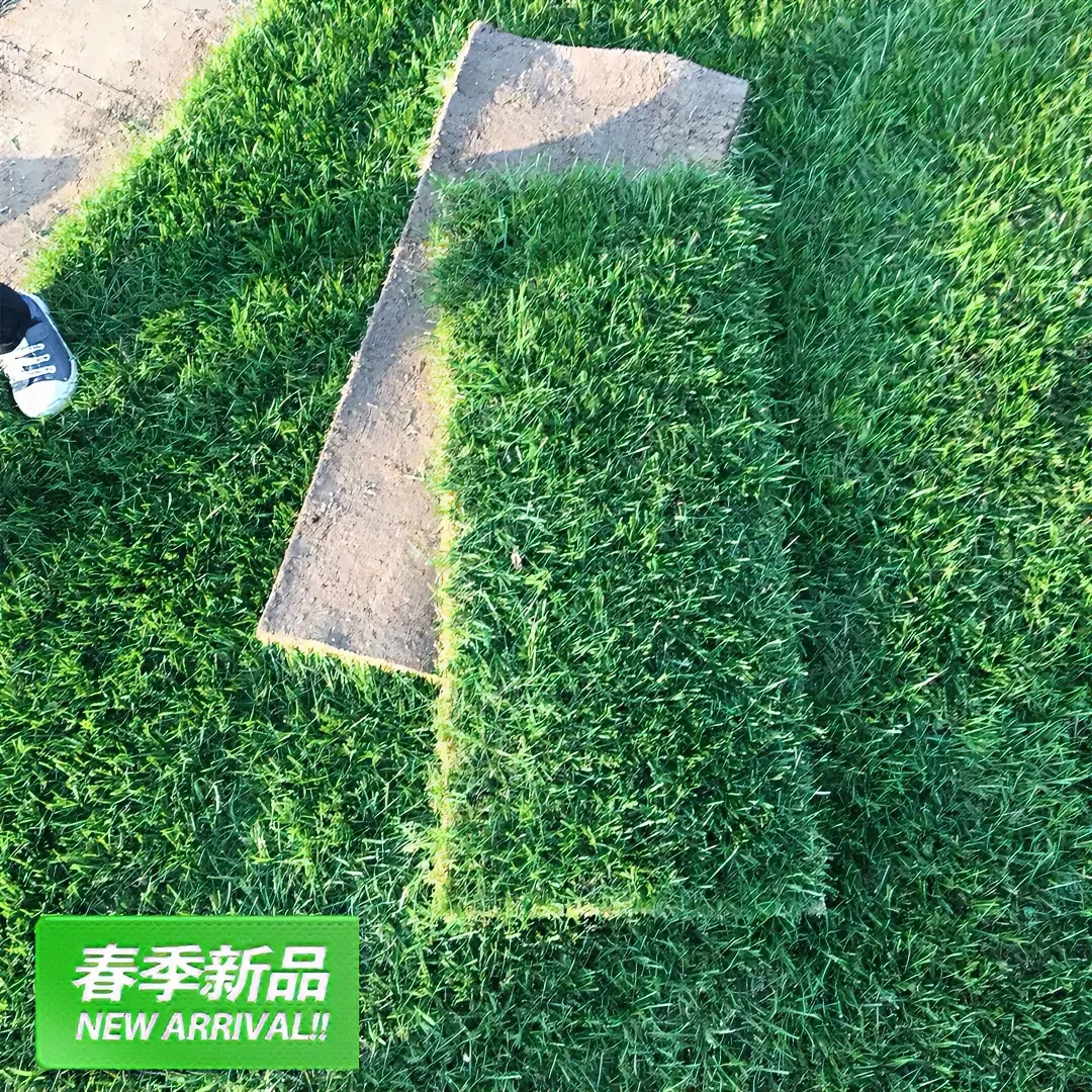 草坪直销带土庭院别墅园林绿化矮生台湾草四季青马尼拉果岭草草皮