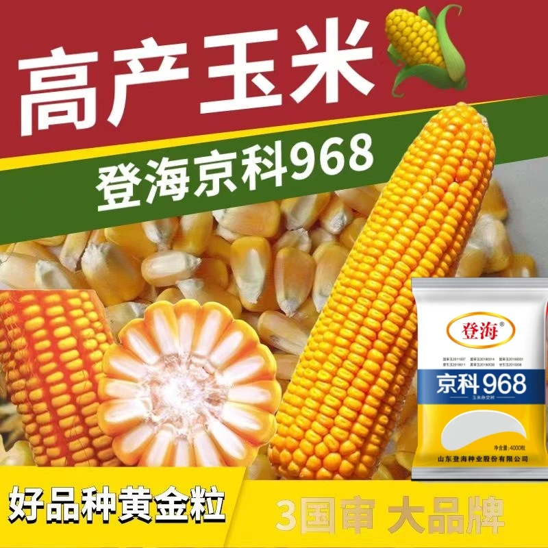 登海京科968国审高产稳产玉米种优质耐旱种业种植品种农科产早熟