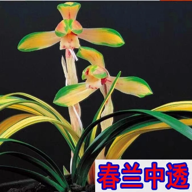 兰花苗富贵阳光春兰矮种黄金中透叶艺高档线艺草室内绿植花卉盆栽