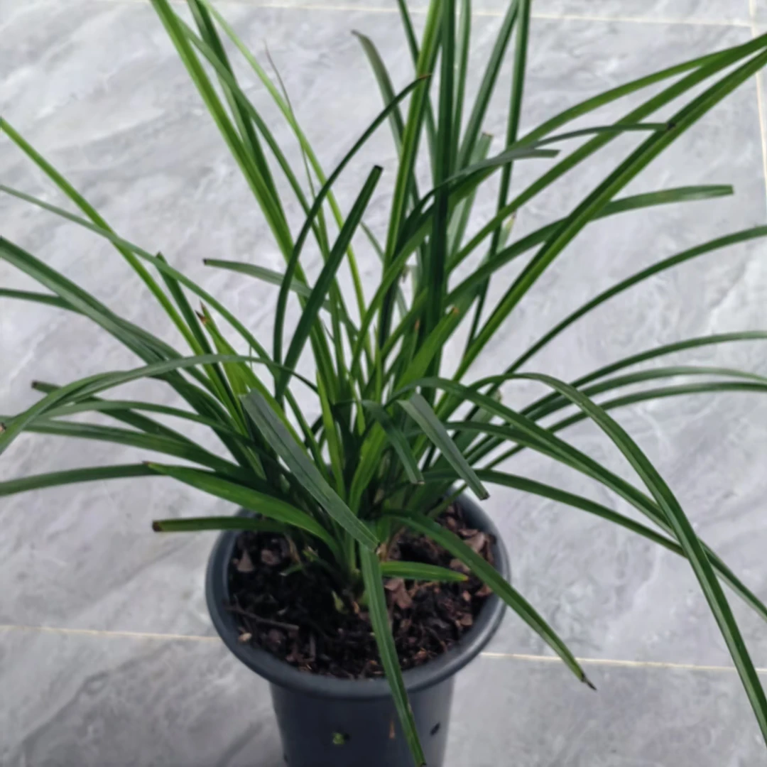 精品花卉兰花，绿植花卉 兰花