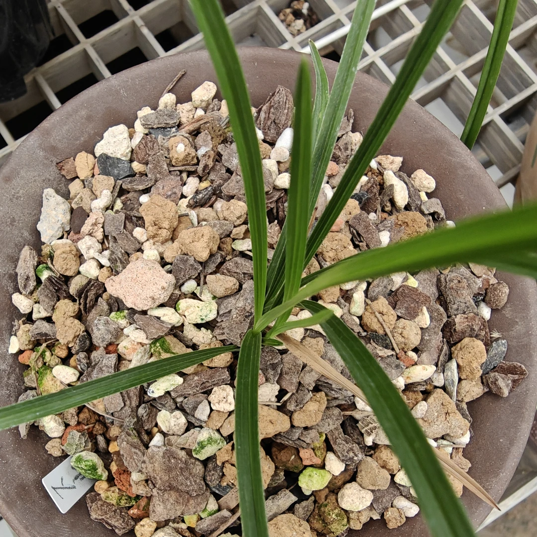绿植花卉 兰花新老种