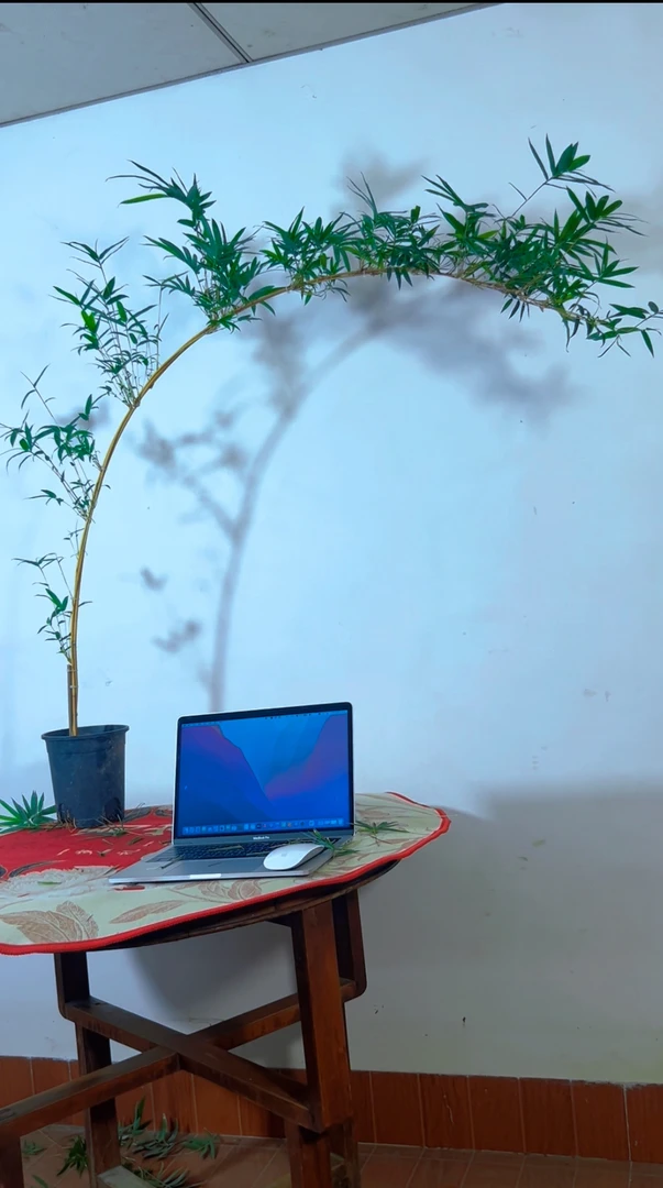 精品观音竹适合室内外盆栽茶台室办公室书桌阳台好养易活四季常青