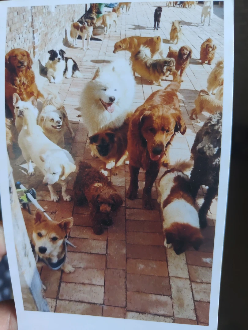 果妈家的毛孩子(明信片)