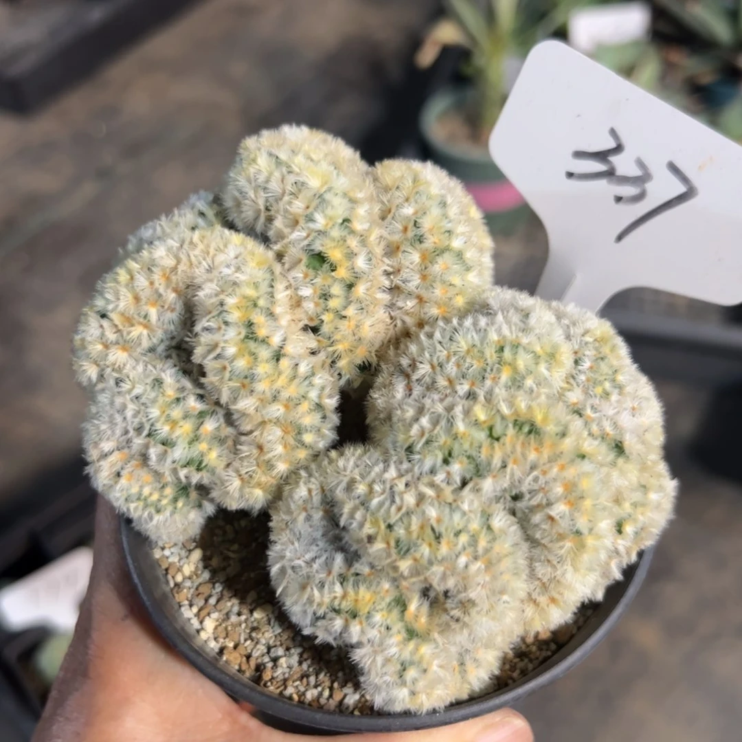 337 嘉纹丸缀化。