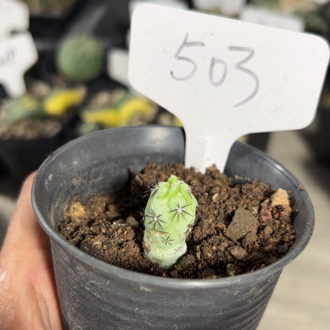 503 帝王丸。
