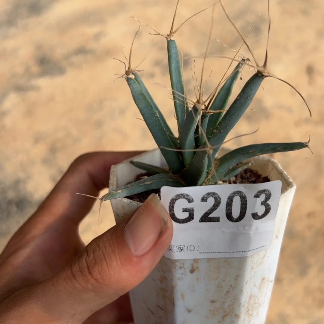 哈*哈G203实生小光山一颗