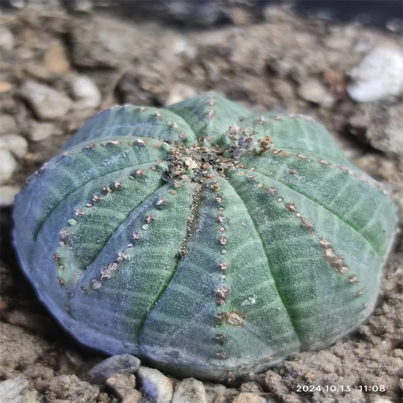 764萌球多肉植物园 布纹球 自根 仙人球一物一拍