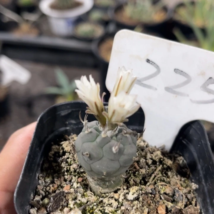 225 实生冬云娇丽 多肉