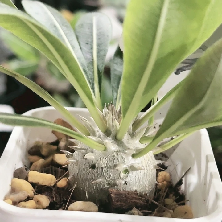 135 惠比大黑块根