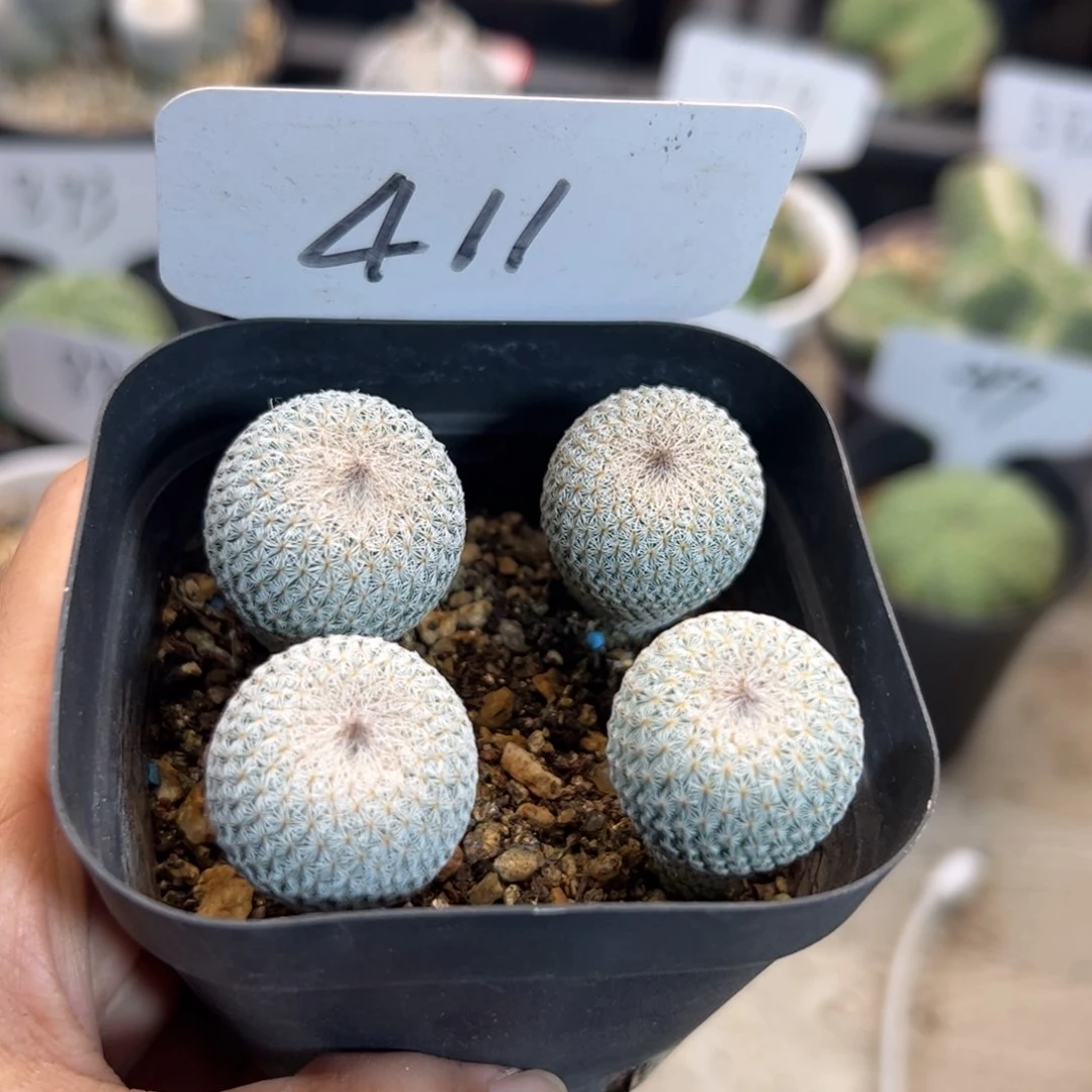 411 实生月世界一盆