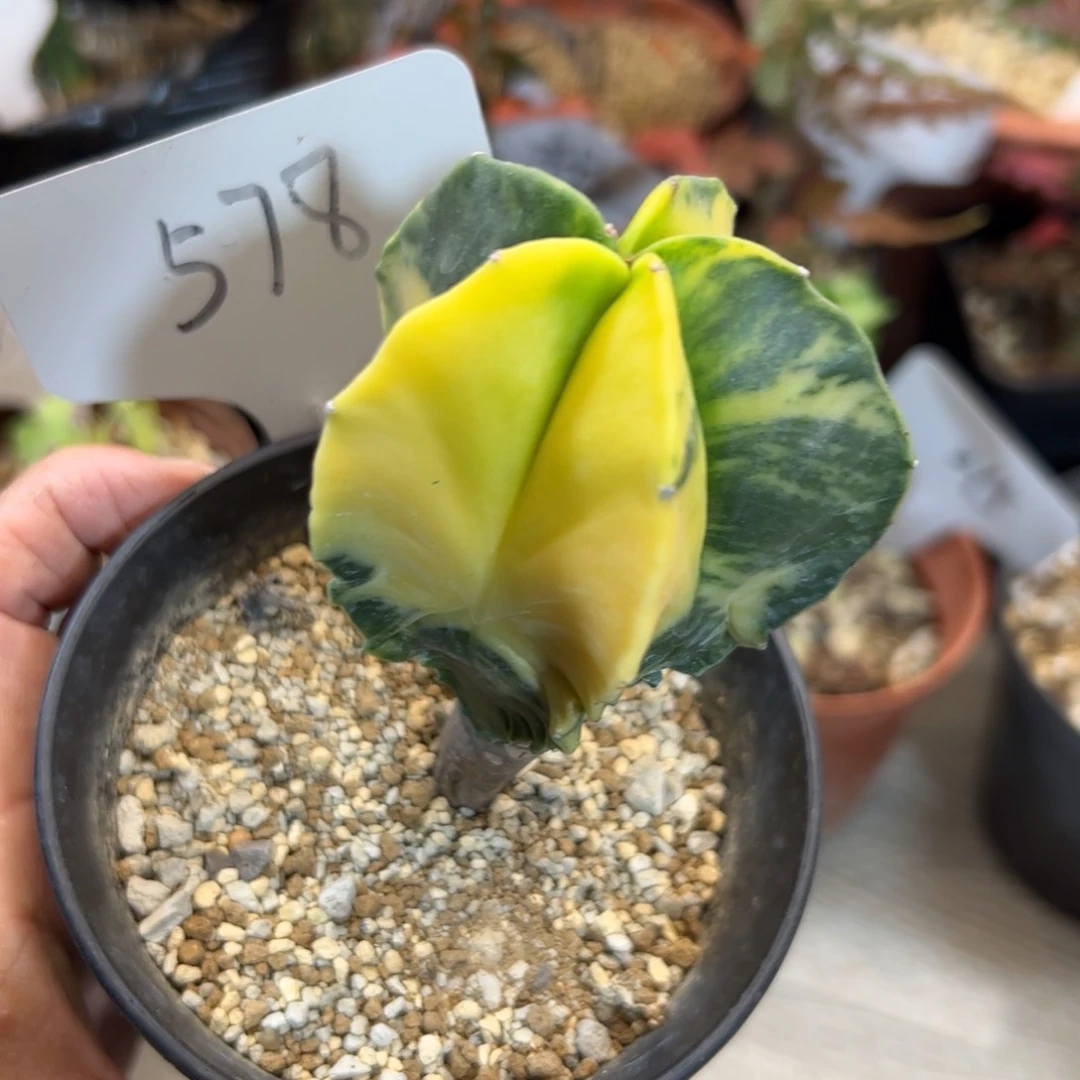 578 实生鸾凤玉锦。