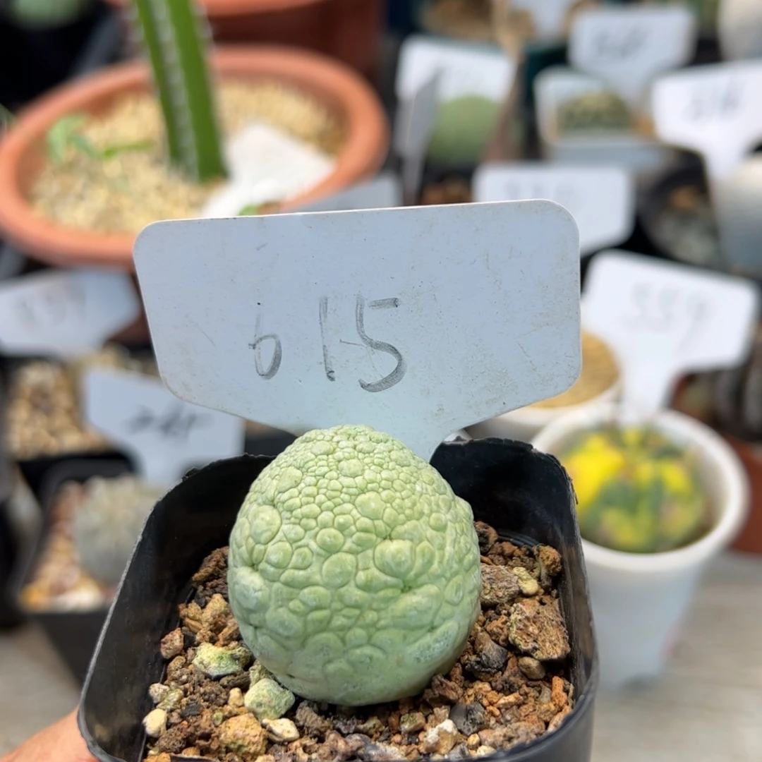 615实生凝蹄玉。