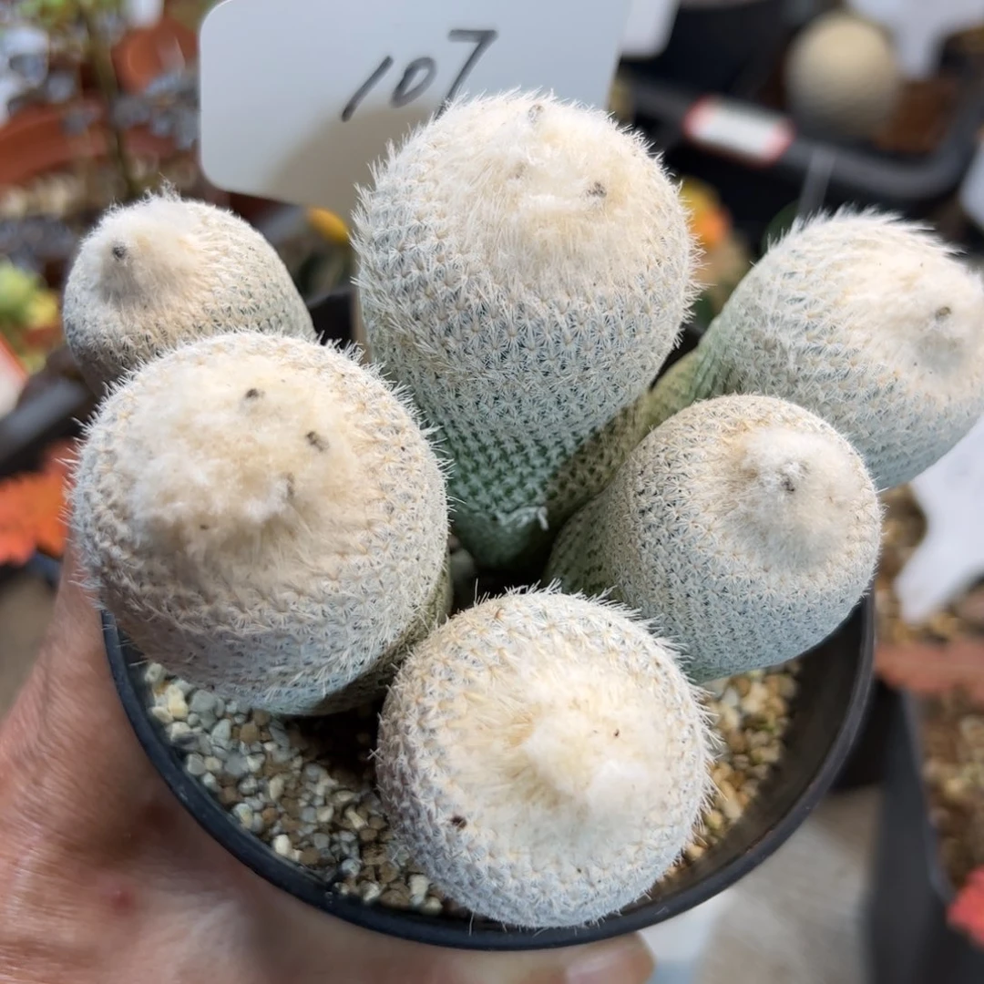 107 群生小人帽。