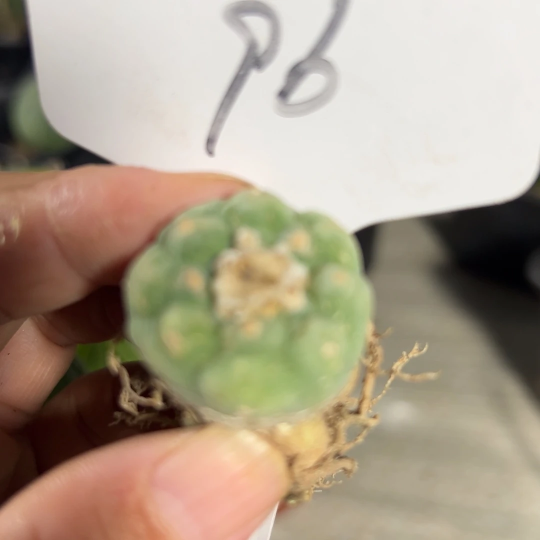 96 海鲜。