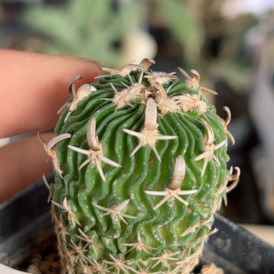 G737实生太刀岚一颗