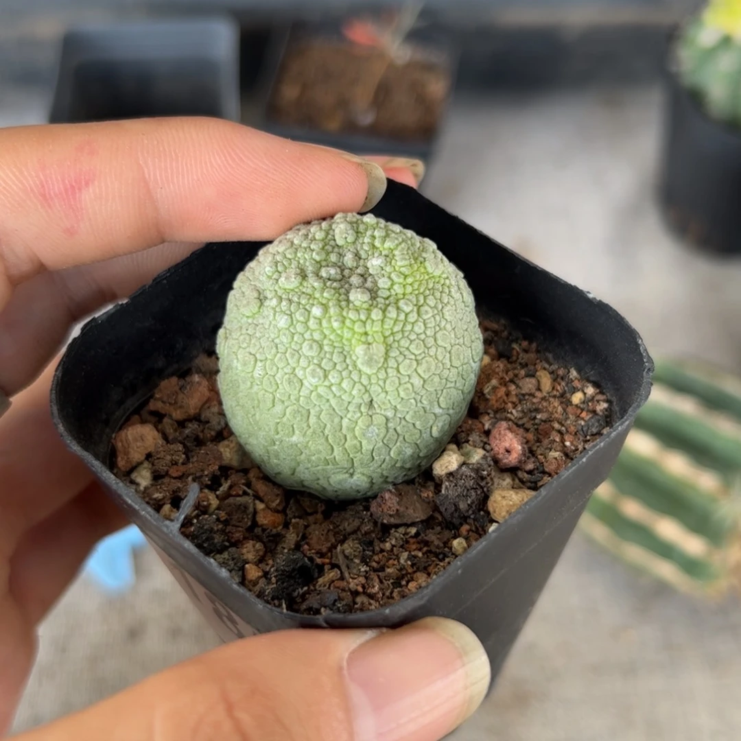 F185实生凝蹄玉一颗