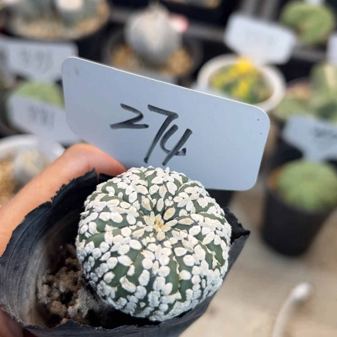 274 超兜。