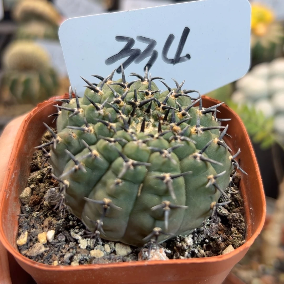 334 黑刺凤头。