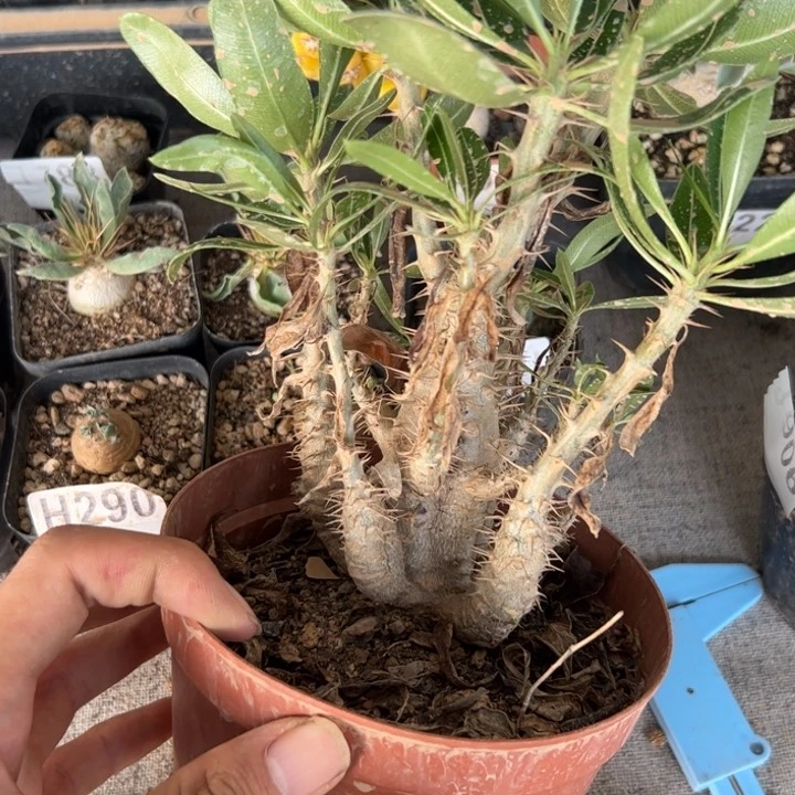 J914一颗棒槌大颗