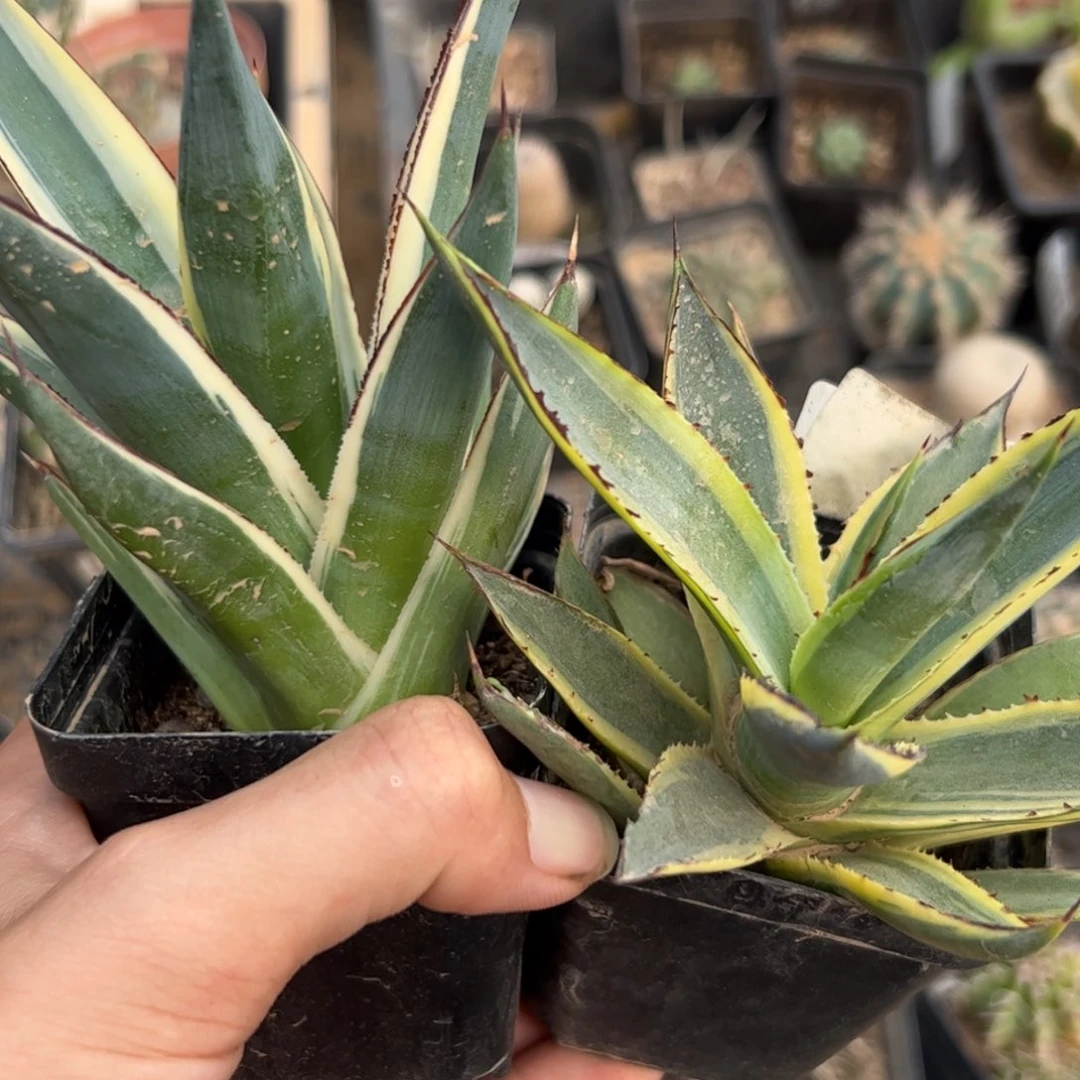 @*风G012/G208两个蓝光锦