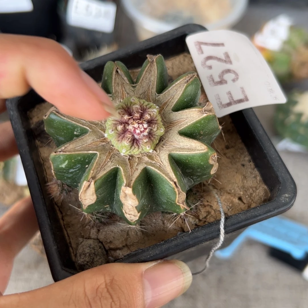E527嫁接老花龙一颗