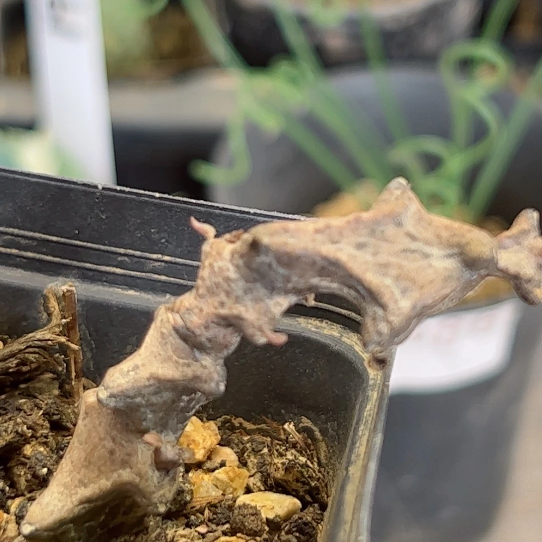 H425自根乌拉泉一颗小颗