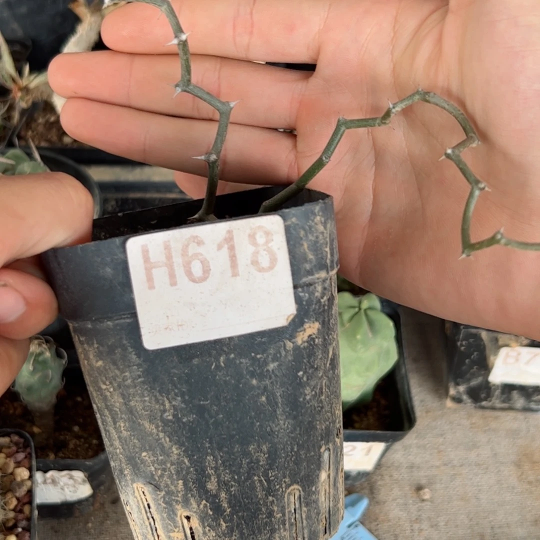 H618自根弯曲龙一颗