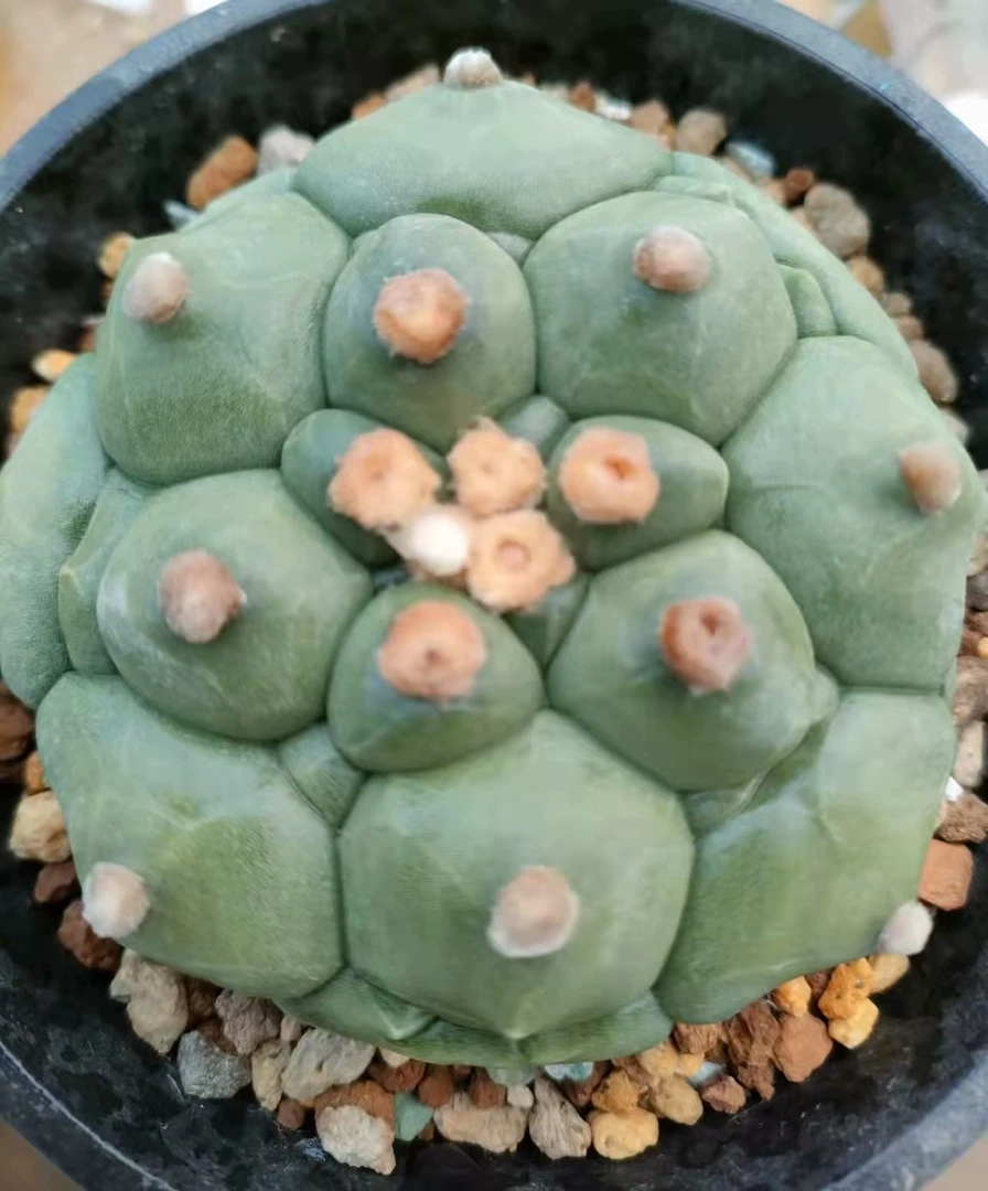 萌球多肉植物龟纹兜实生室内阳台好养潮流可爱上盆实物潮流仙人球