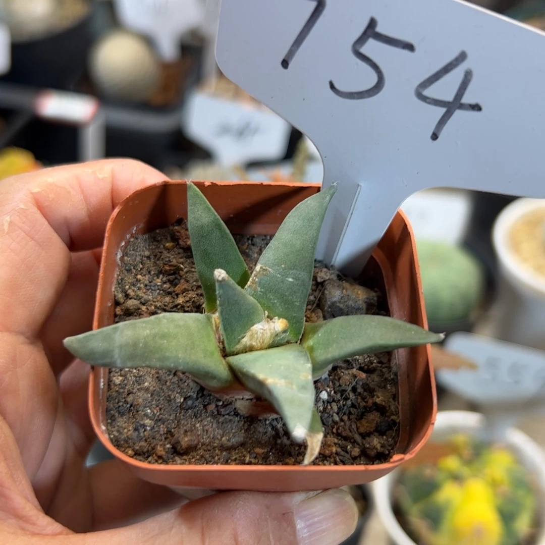 754 实生青瓷牡丹。