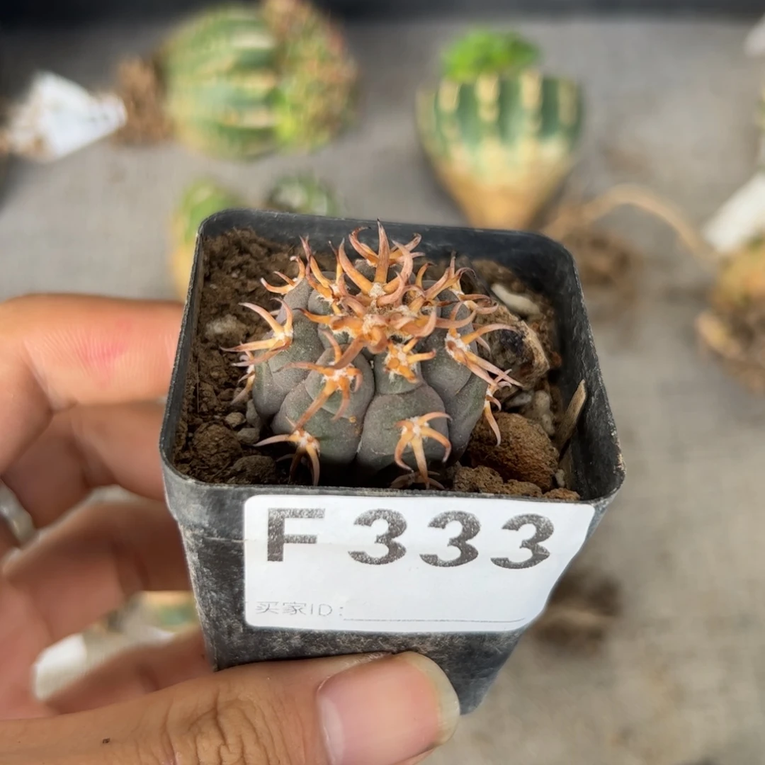 F333自根猫爪一颗侧芽