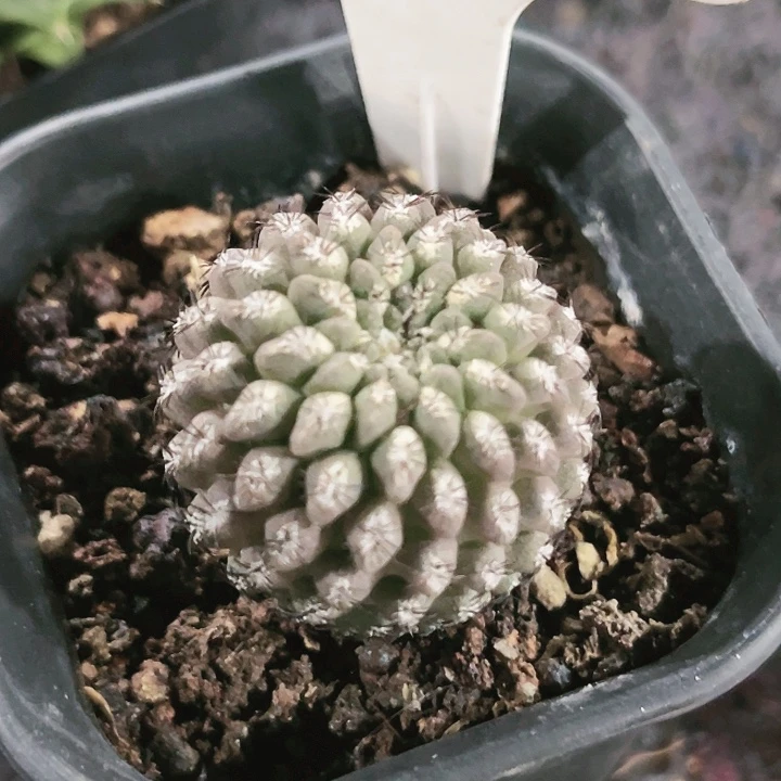 230 狼头玉实生仙人球