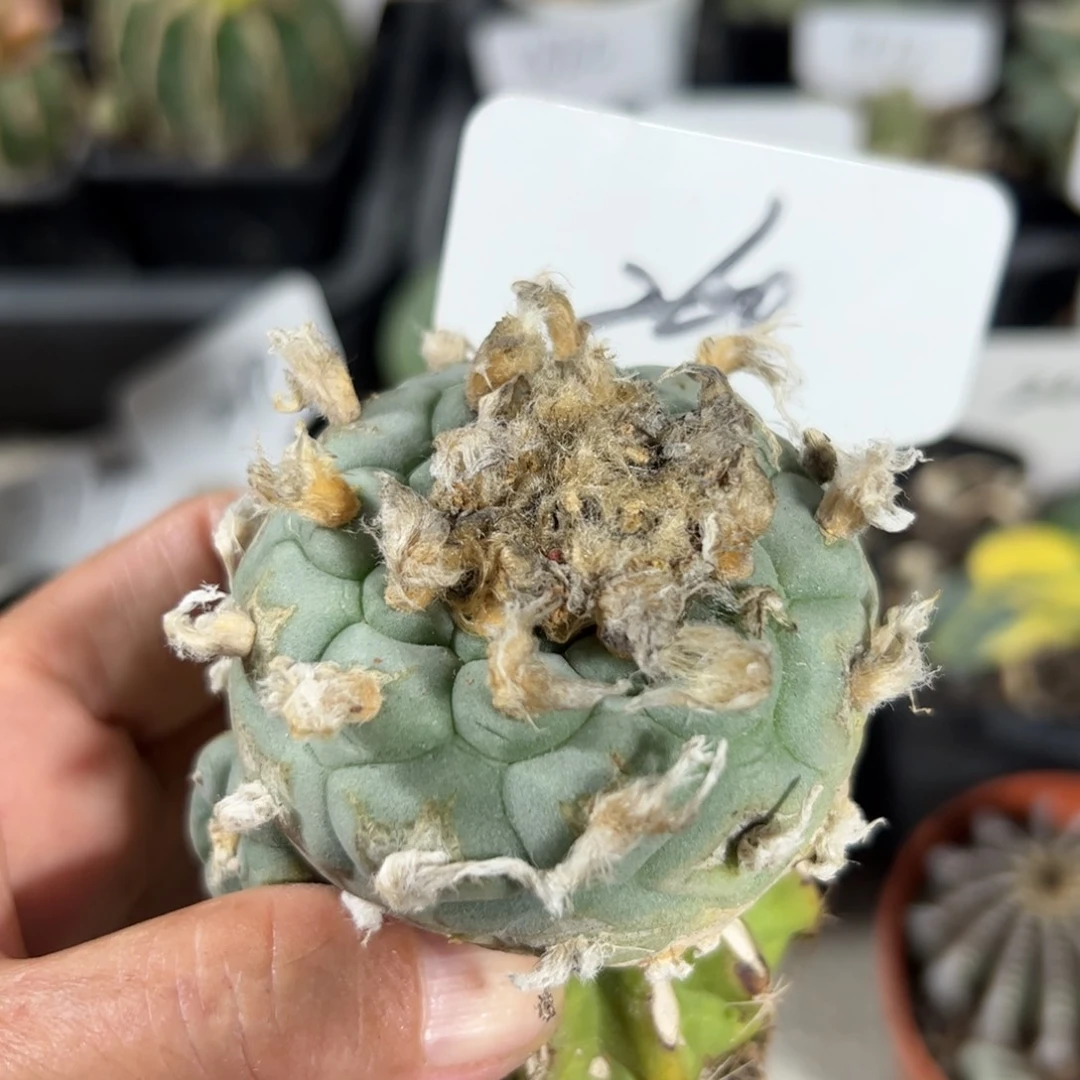 260 嫁接高绒海鲜。