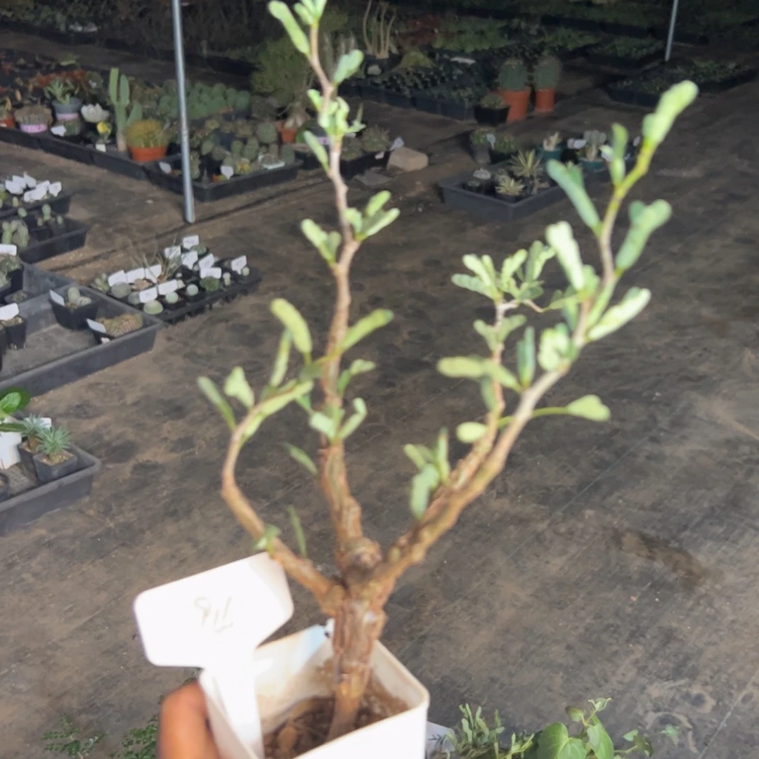 94 沙漠苏木。