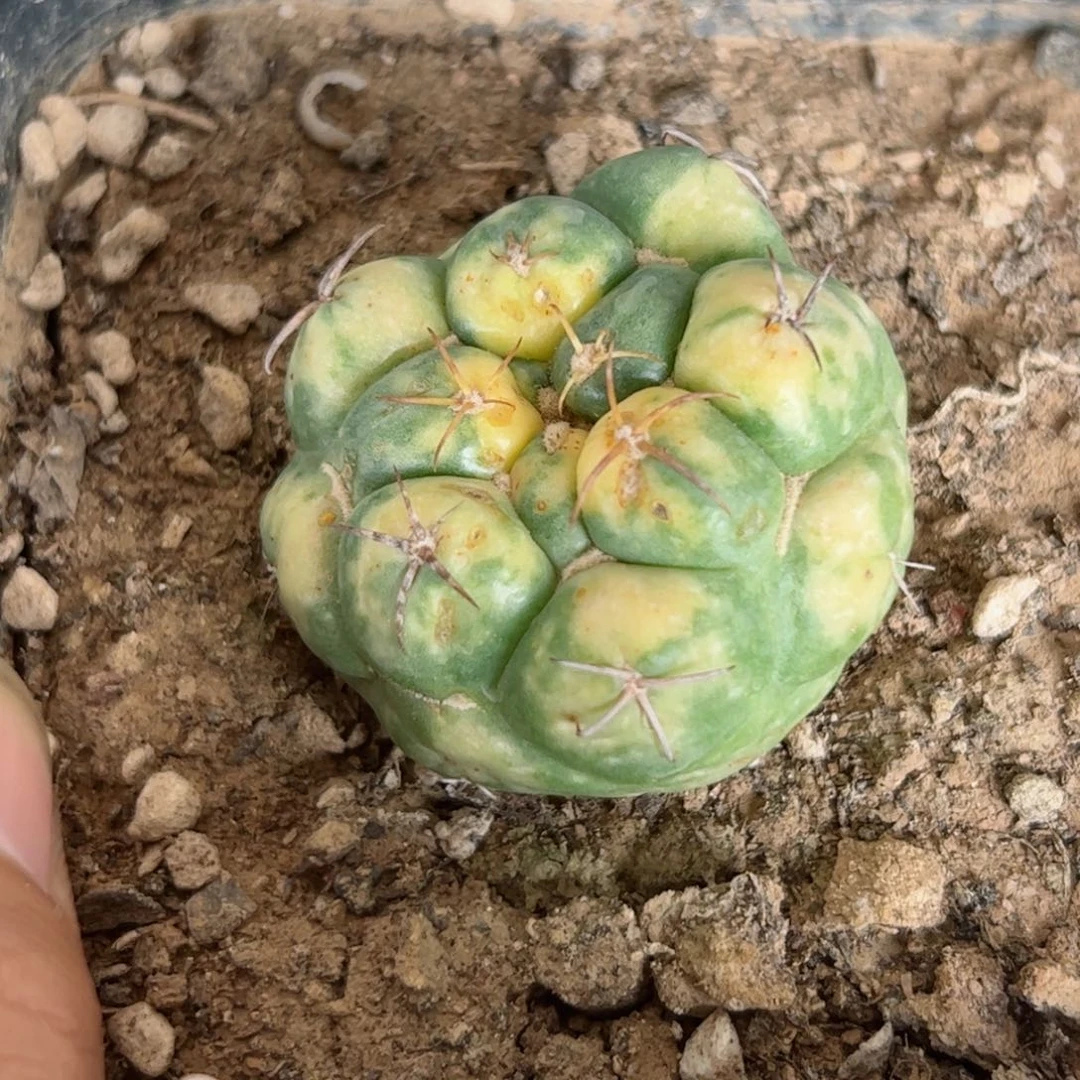 G778自根象牙锦一颗