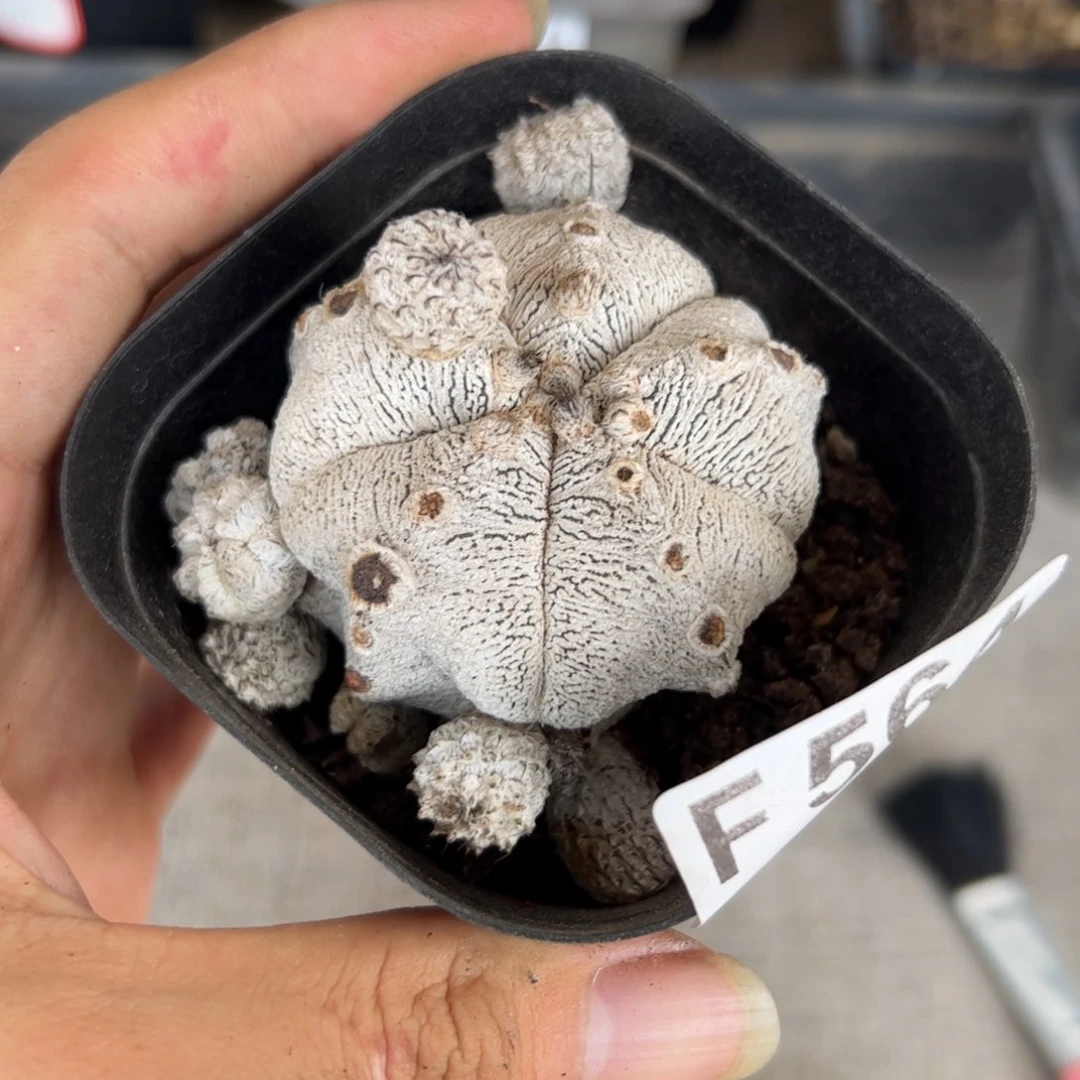 F564自根恩冢鸾凤玉一颗变异