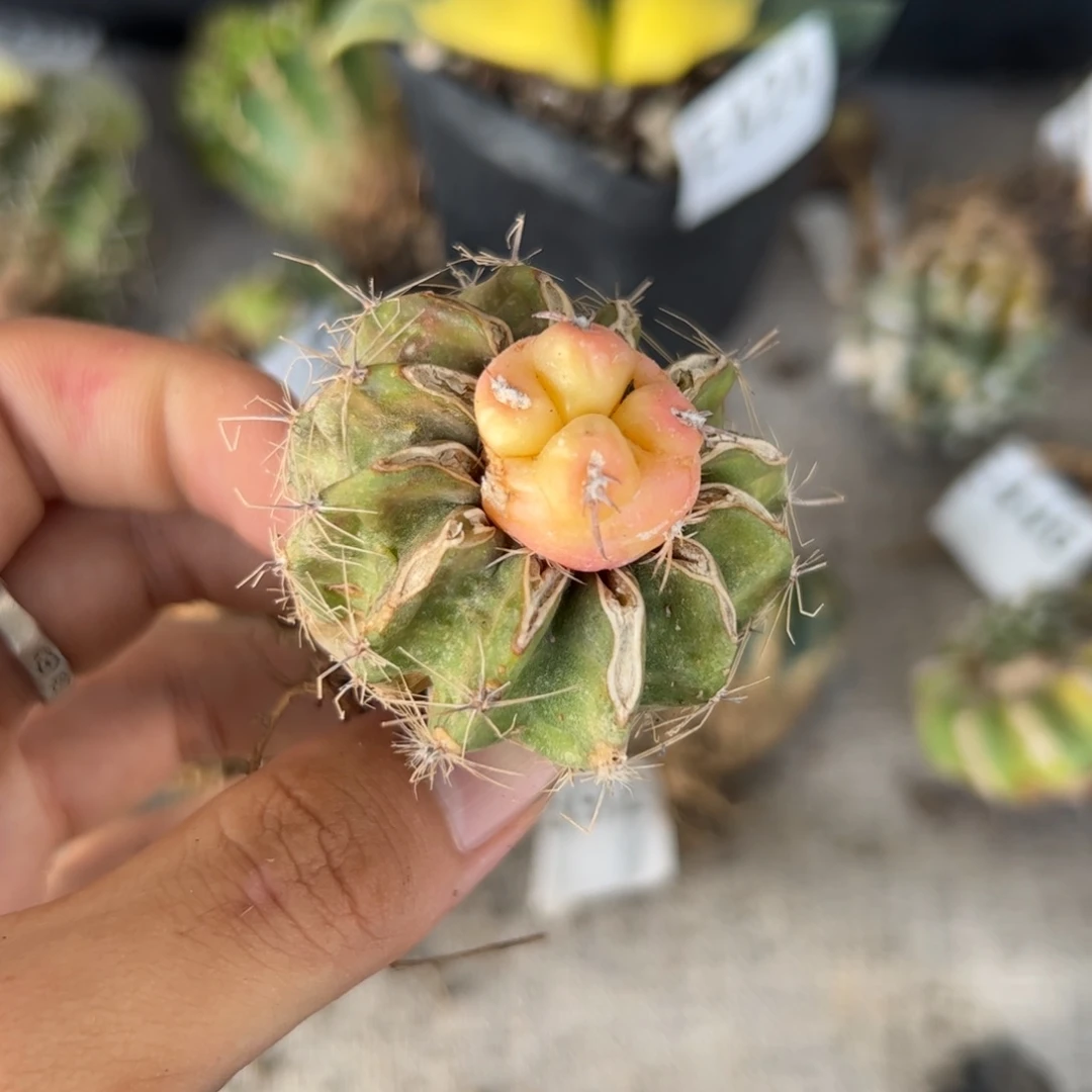 E447一颗奇特的不知名球锦