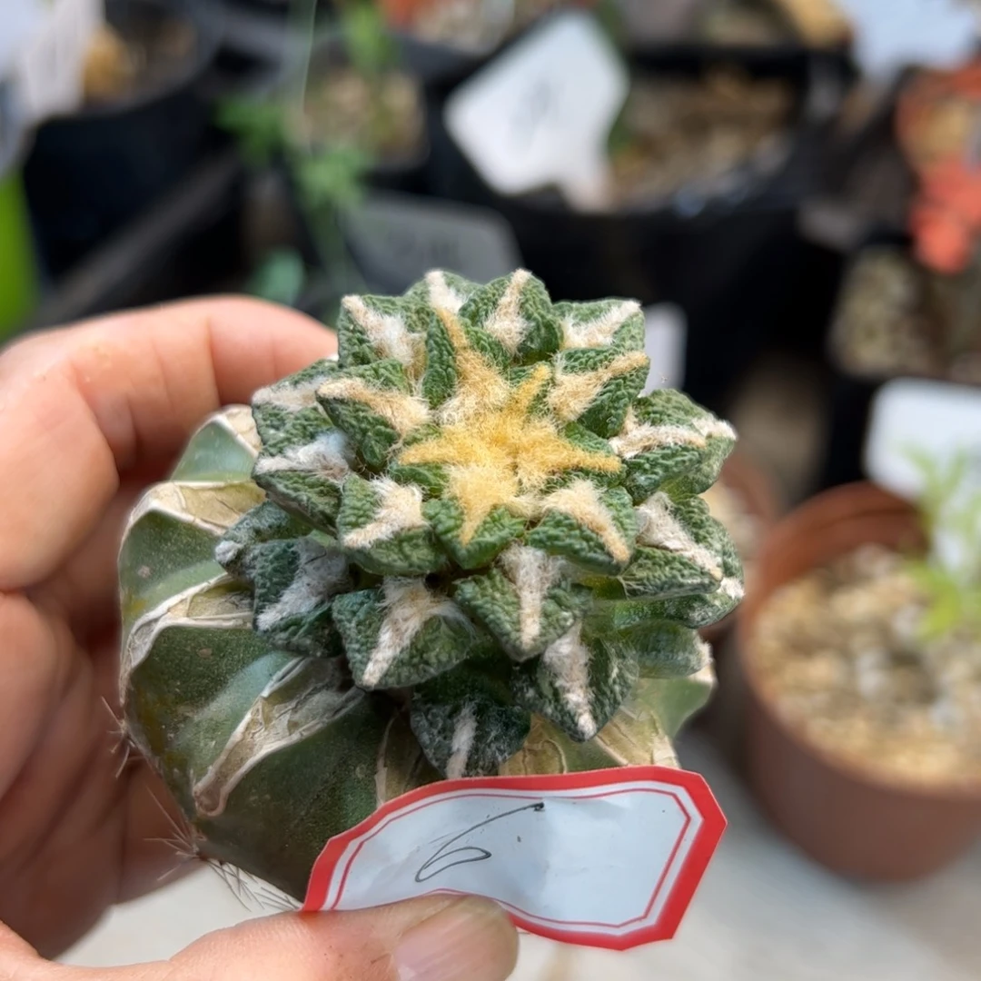 6 象足黑牡丹嫁接