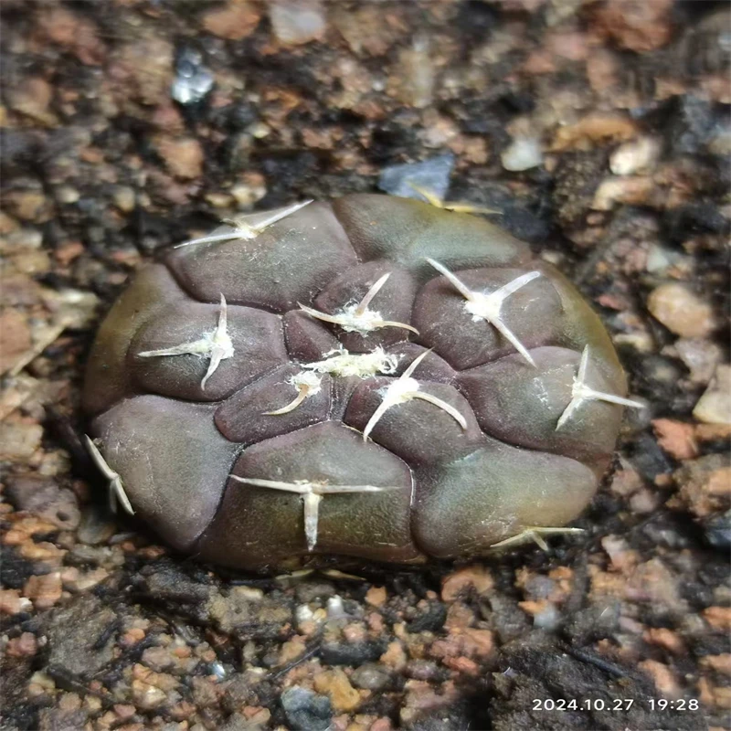 791萌球多肉植物园  铅皮裸鄂 实生  仙人球一物一拍