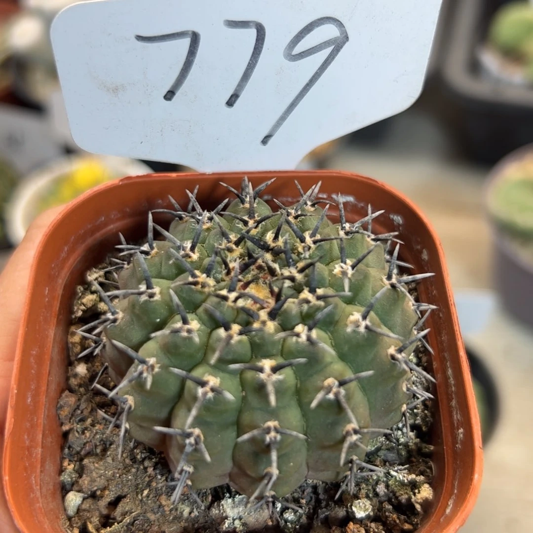 779 黑刺凤头。