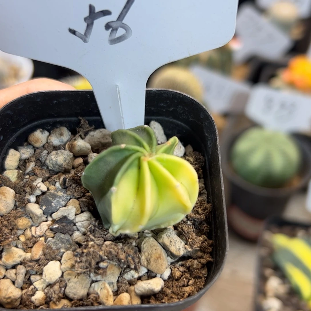 56 水牛角锦。